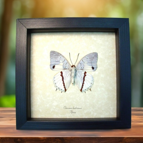 White African Butterfly Charaxes hadrianus Verso Framed Taxidermy Display