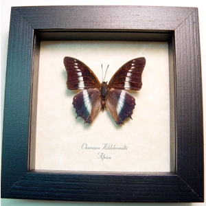 Charaxes hildebrandti Blue African Butterfly Framed Taxidermy Display