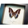 Charaxes hildebrandti Blue African Butterfly Framed Taxidermy Display