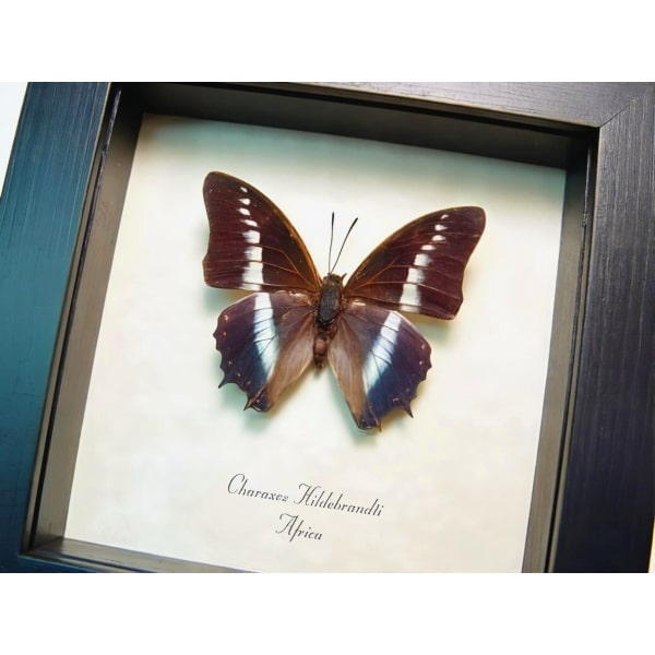 Charaxes hildebrandti Blue African Butterfly Framed Taxidermy Display