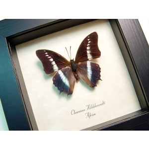 Charaxes hildebrandti Blue African Butterfly Framed Taxidermy Display