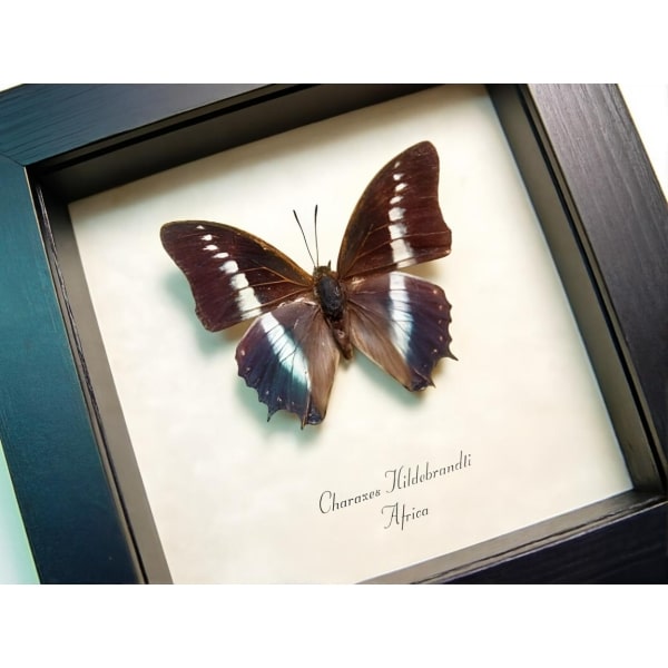 Charaxes hildebrandti Blue African Butterfly Framed Taxidermy Display