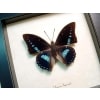 Charaxes imperialis Imperial Blue Butterfly Framed Taxidermy Display