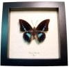 Charaxes imperialis Imperial Blue Butterfly Framed Taxidermy Display