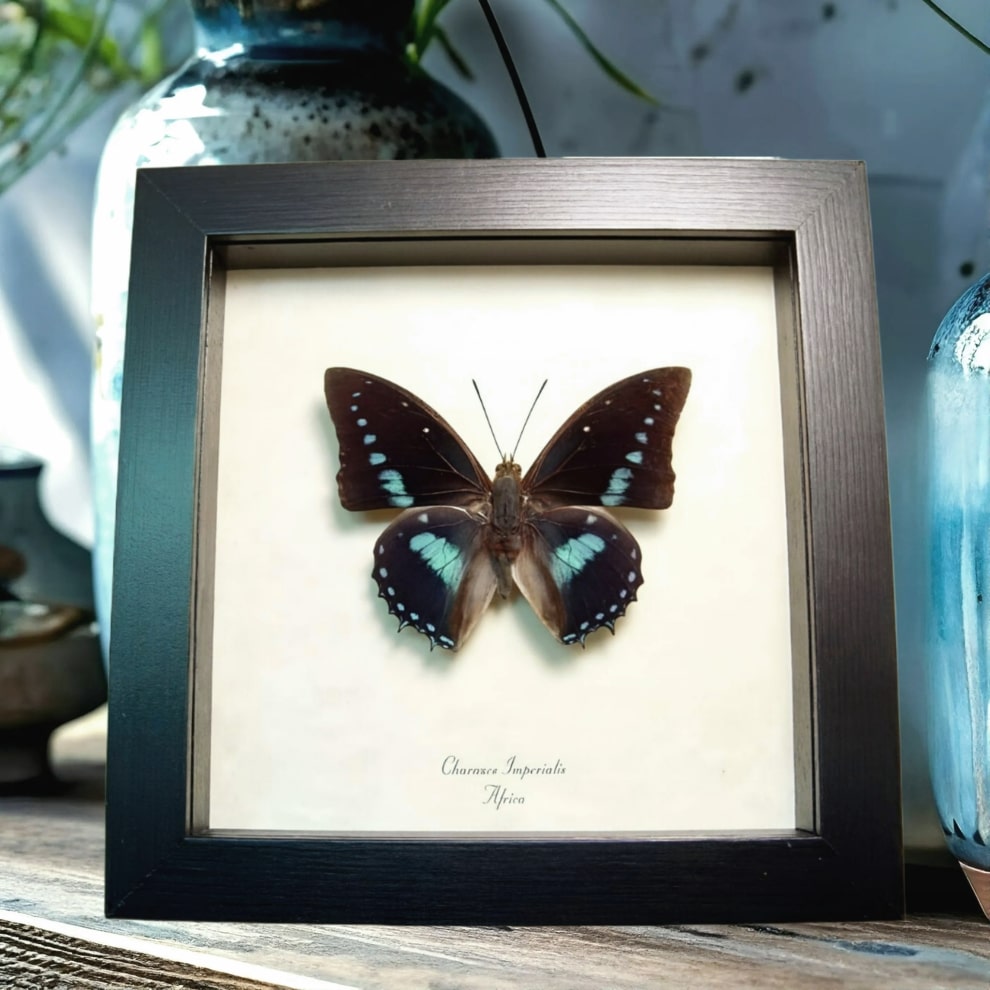 Charaxes imperialis Imperial Blue Butterfly Framed Taxidermy Display