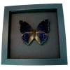 Charaxes mixtus Blue African Butterfly Framed Taxidermy Moonlight Display