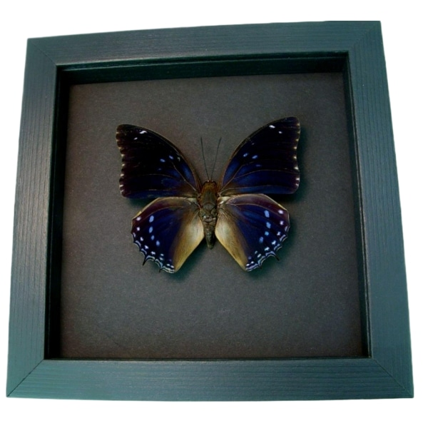 Charaxes mixtus Blue African Butterfly Framed Taxidermy Moonlight Display