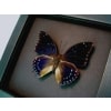 Charaxes mixtus Blue African Butterfly Framed Taxidermy Moonlight Display