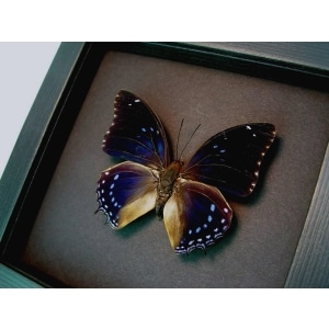 Charaxes mixtus Blue African Butterfly Framed Taxidermy Moonlight Display