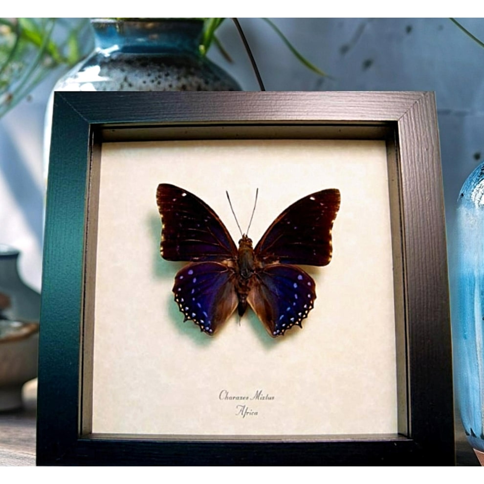 Charaxes mixtus Blue African Butterfly Framed Butterfly Art