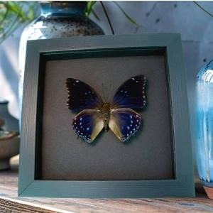 Charaxes mixtus Blue African Butterfly Framed Taxidermy Moonlight Display
