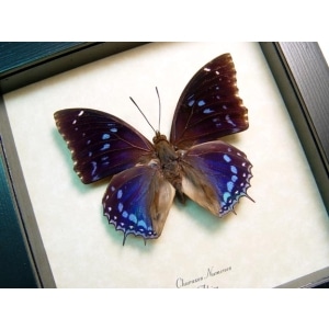 Charaxes numenes Blue Butterfly Framed Taxidermy Display