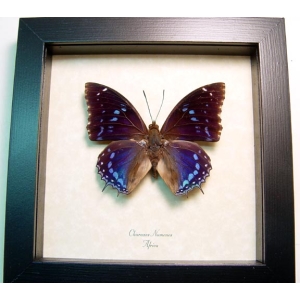 Charaxes numenes Blue African Butterfly Framed Taxidermy Display