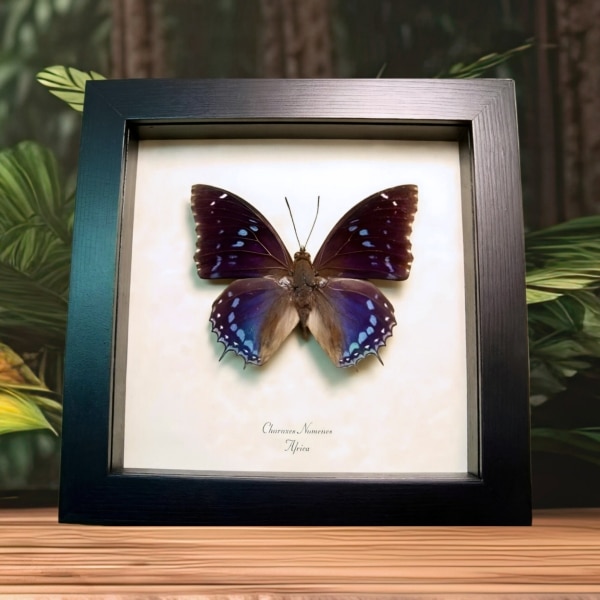 Charaxes numenes Blue African Butterfly Framed Taxidermy Display
