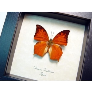 Charaxes paphianus African Butterfly Framed Taxidermy Display