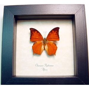 Charaxes paphianus African Butterfly Framed Taxidermy Display