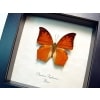 Charaxes paphianus African Butterfly Framed Taxidermy Display