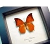 Charaxes paphianus African Butterfly Framed Taxidermy Display