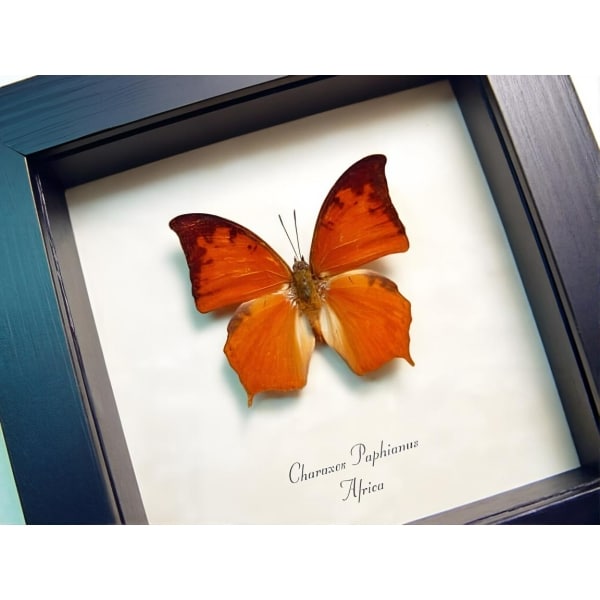 Charaxes paphianus African Butterfly Framed Taxidermy Display