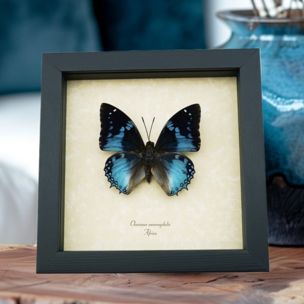 Western Blue Charaxes African Butterfly Charaxes smaragdalis Framed Taxidermy Display Western Blue Charaxes African Butterfly Charaxes smaragdalis Framed Taxidermy Display