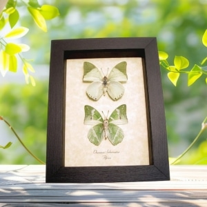 Charaxes subornatus Butterfly Pair Green Butterflies Framed Taxidermy Display