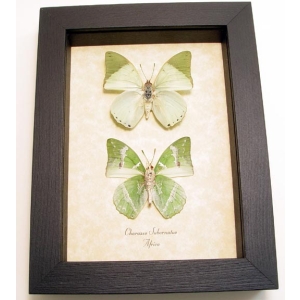 Charaxes subornatus Butterfly Pair Green Butterflies Framed Taxidermy Display