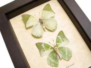 Charaxes subornatus Butterfly Pair Green Butterflies Framed Taxidermy Display