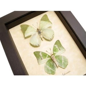 Charaxes subornatus Butterfly Pair Green Butterflies Framed Taxidermy Display