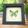 Real Framed Green African Butterfly Charaxes subornatus Taxidermy Display