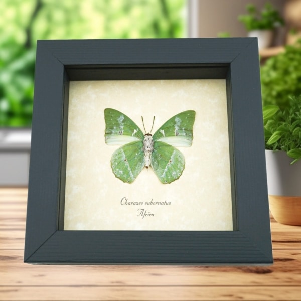 Real Framed Green African Butterfly Charaxes subornatus Taxidermy Display
