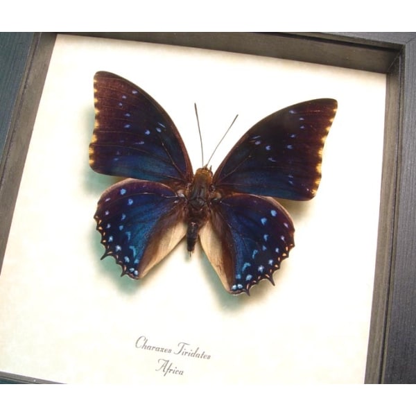 Charaxes tiridates Common Blue Butterfly Framed Taxidermy Display