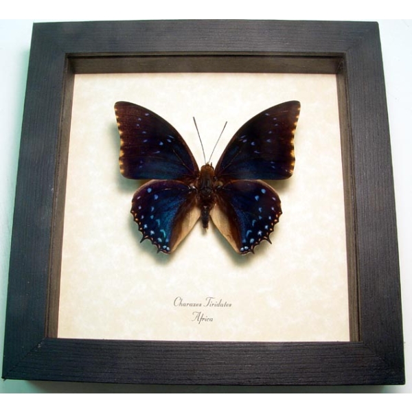 Charaxes tiridates Common Blue Butterfly Framed Taxidermy Display