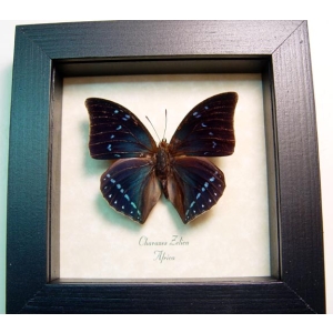 Charaxes zelica Blue African Butterfly Framed Taxidermy Display