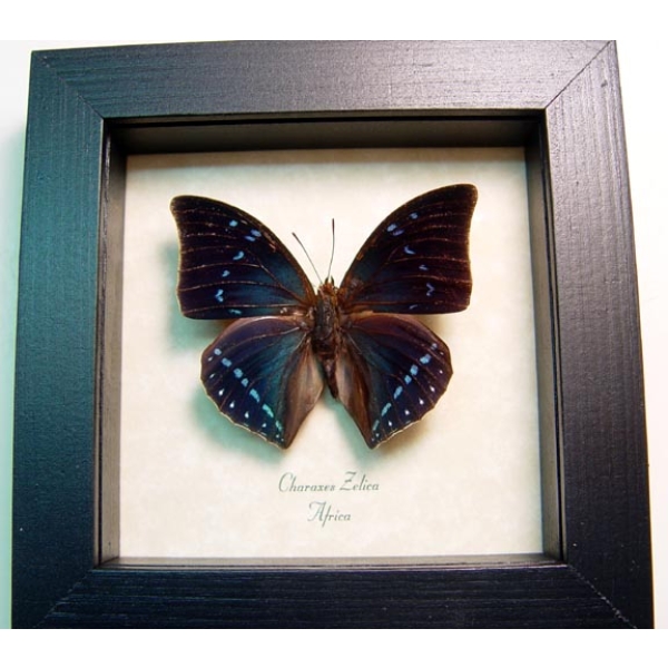 Charaxes zelica Blue African Butterfly Framed Taxidermy Display