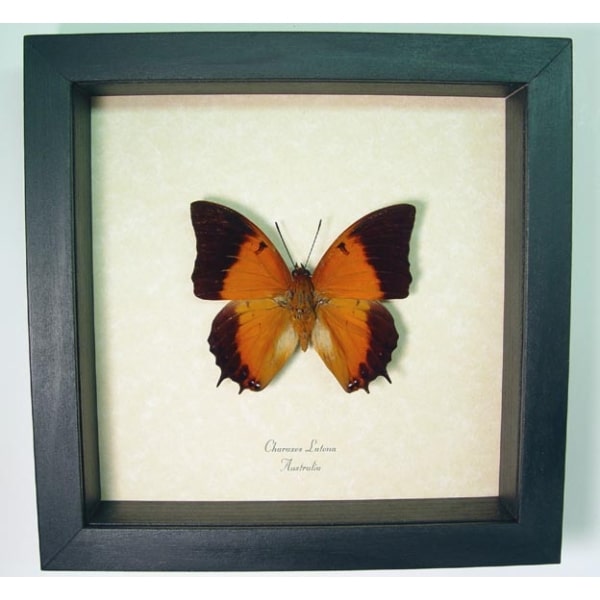 Charaxes latona Orange Emperor Butterfly Framed Taxidermy Display