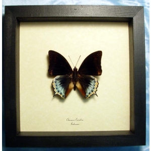 Charaxes eurialus Dagger Tail Butterfly Framed Taxidermy Display