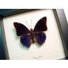 Charaxes mixtus Blue African Butterfly Framed Butterfly Art