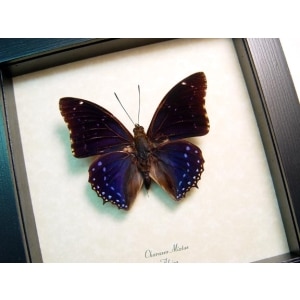 Charaxes mixtus Blue African Butterfly Framed Butterfly Art