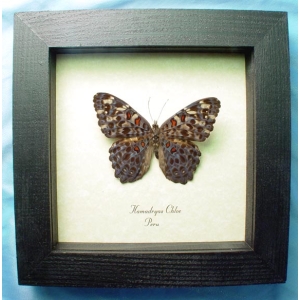 Hamadryas chloe Cracker Butterfly Framed Taxidermy Display