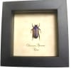 Framed Purple Beetle Chlorocala africana Taxidermy Display