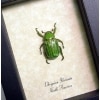Chrysina Gloriosa Glorious Scarab Real Framed Beetle Taxidermy Display