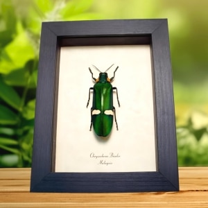 Green Jewel beetle Chrysochroa bicolor Framed Taxidermy Display