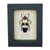 Purple Jewel Beetle Chrysochroa buqueti rugicollis Framed Taxidermy Display