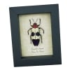 Purple Jewel Beetle Chrysochroa buqueti rugicollis Framed Taxidermy Display