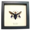 Flying Purple Jewel Beetle Chrysochroa buqueti rugicollis Framed Taxidermy Display