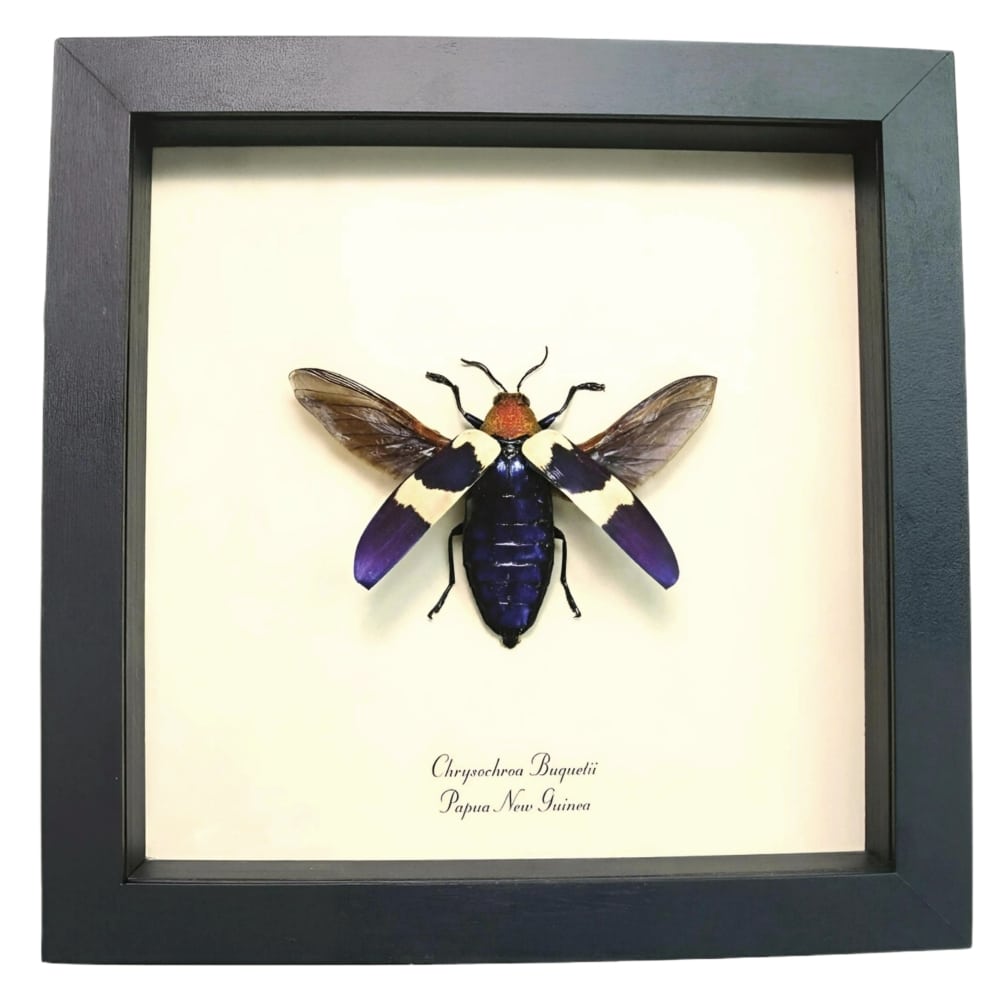 Flying Purple Jewel Beetle Chrysochroa buqueti rugicollis Framed Taxidermy Display