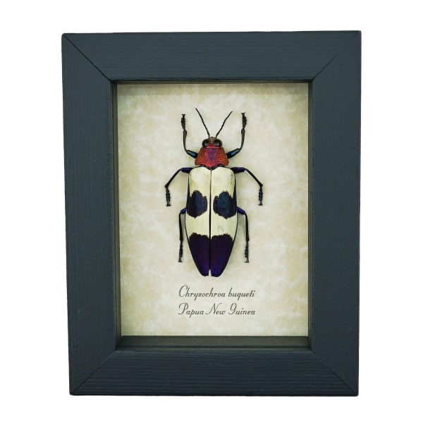 Purple Jewel Beetle Chrysochroa buqueti rugicollis Framed Taxidermy Display
