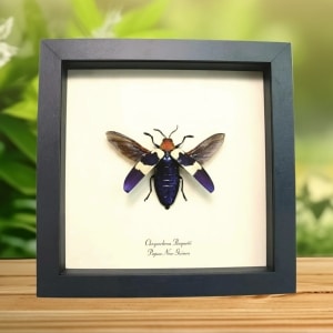 Flying Purple Jewel Beetle Chrysochroa buqueti rugicollis Framed Taxidermy Display