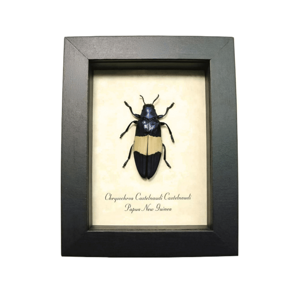 Blue Jewel Beetle Chrysochroa castelnaudi Framed Taxidermy Display