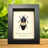 Blue Jewel Beetle Chrysochroa castelnaudi Framed Taxidermy Display
